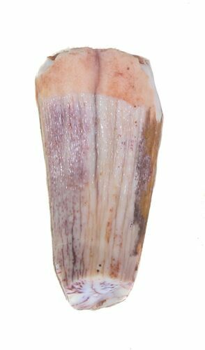 Bargain, Triassic Phytosaur Anterior Tooth - Arizona #62422